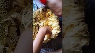 jackfruit recipe #shorts #ytshorts #jackfruit #jackfruitrecipe #viral #viralshorts