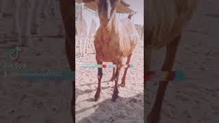 Markhor Cattle and Goat farm Karachi Pakistan