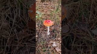 The Arrival of Autumn: Mushrooms' Whisper