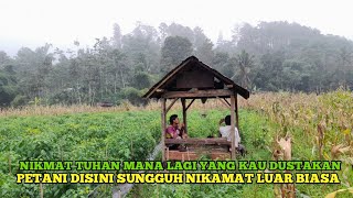 Di Guyur Hujan deras Setiap hari malah Bikin Petani Di Sini Betah Lama - Lama Di Sawah Nikmatnya