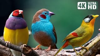 Magnificent Birds | Stunning Nature | Stress Relief | Relaxing Birds Sound | Soothing Birds Chirping