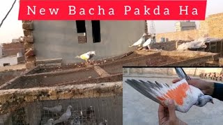 New Bacha Pakda Ha | M Asad Birbs | #MAsadBirds #Kabutar #Pigeon