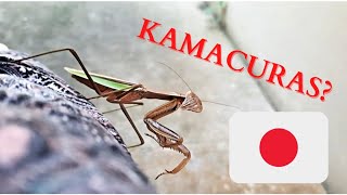 GIANT Mantis In Japan! (Kamacuras!)