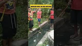 Pasti tidak percaya kalo diparit ini banyak ikan lele#shorts#mancing #gabusbabon #ikantomanbesar