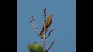 Ortolan_Vogelgesang_Vogelstimmen_Vogelbeobachtung