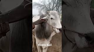 Heera Bail