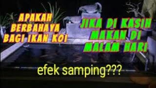 Pemberian pakan/pelet pada ikan koi di malam hari..apakah aman???