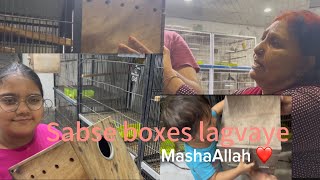 DADO,MINSA ,MiRHA NE BIRDS KO BOXES LAGAYE| Pets Lover#lovebirds#piegeon#rabbits#funny#mostviral😇😇🥰🥰