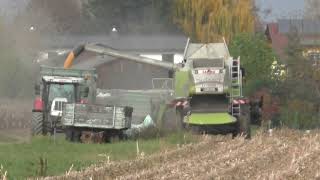 Mais Ernte  Dreschen von Körnermais mit Claas Lexion 560 7  Reihigen Geringhoff Maispflücker Lohnunt