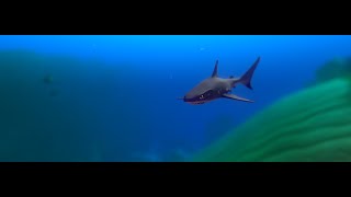 Feed And Grow Fish BlackTip Shark (6 Minute Challenge)