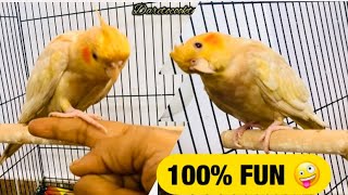 ME 🧍‍♀️AND MY COCKATIEL 🦜// TAME AND PLAY( Natural sound) “Ginger”Cockatiel🦜