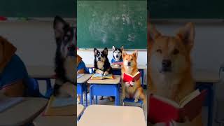 Dogs 🐕 in class #dogs #trending #shorts