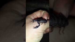 EUSCORPIUS MINGRELICUS