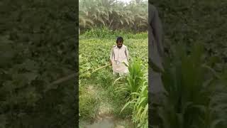 very funny panjguri boy