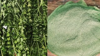 HOW TO MAKE MORINGA POWDER MOST POWERFUL HEALTHY IMMUNE BOOSTING DRINK POWDER/VERY EASY TO MAKE DIY