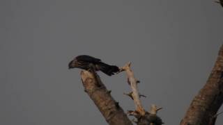 Merlin in the wind this morning...10/19/16