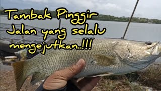 Tambak yang sering terlewati pemancing. Ternyata menyimpan kakap babon. #ultralightfishing