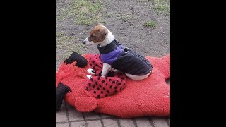 Лучшие Приколы с Джек Рассел терьером | Смешные животные | Jack Russell terrier hunting - dogs 101