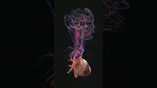 Heart ❤️ and Mind Canection 3D Animation video #shorts