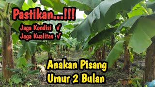 Anakan Pohon Pisang Setelah Panen // Umur 2 Bulan