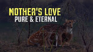 Mother's #love #pure & #eternal #motherandchild #nature #wildlife #travel #india #explore