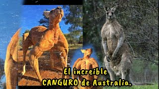 "CANGUROS DE AUSTRALIA: UNA MIRADA MÁS CERCANA A SUS VIDAS" 🌿❤✨ #curiosidades