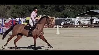 Virgina Wilson rides Truman Horse Jumping