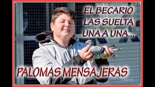 PALOMAS MENSAJERAS.- (el becario las suelta una a una)