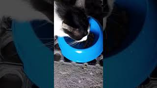 Kasih Makan Kucing Dulu Ya Teman #viral