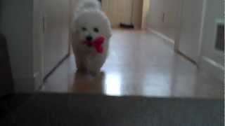 Bichon playing fetch with my friend's cute Puppy