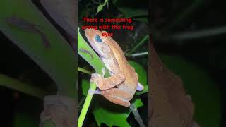 What is wrong with this frog’s eyes? #frog #viral #viralvideo #eyes #amphibia