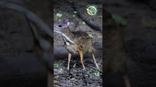 Palawan Mouse Deer #wildlife #endangeredspecies #SoloHorizons