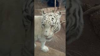 Un tigre #shorts #animals #shortvideo