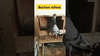 دكر رافينو 🕊️buchon rafeno #pigeon #حماممغربي  #حمام #birds #الحمام_الاسباني#اكسبلور #طيور_الحمام