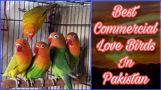 Love Birds Farming | Love Birds Market Price Update | EP 21