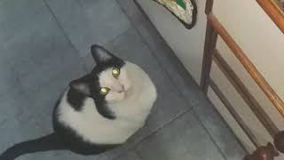 Seu gato também come alface?