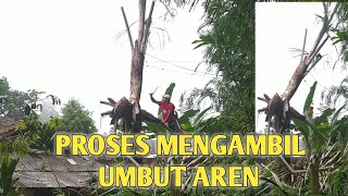 PROSES MENGAMBIL UMBUT AREN DI TEMPAT EKSTRIM