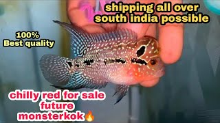 Chilly SRD & Magma Headpop available| Future Monsterkok🔥| whatsapp 9344828621@aquapetsfarmtamil4785