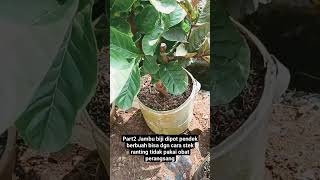 part2 jambu biji dipot bisa pendek berbuah#berkebun #pertanian #berkebundirumah #petualangan