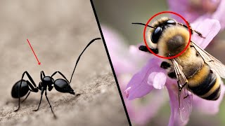 EL FASCINANTE MUNDO DE LOS INSECTOS | CURIOSIDADES QUE NO SABIAS !!