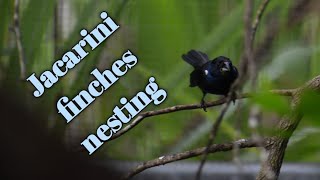 Jacarini finches nesting