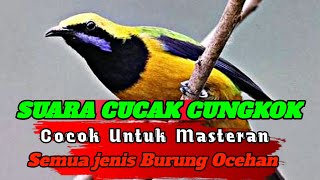 Cucak cungkok Gacor FullTembakan Nilai tertinggi di arena Lomba masteran terbaik burung ocehan