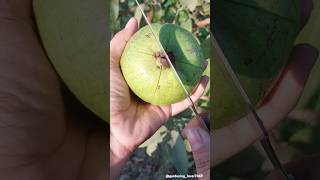 Gardening fruits 🥝🥑🍑🍓🍎🍐 #village #seasonal #fruit #garden #rurallife #farmer @gardening_lover7469