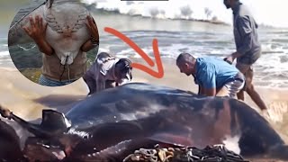 Fishermen discover giant manta ray about to die | Animal rescue compilation