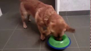 Lucy Lou has a new funny feeding bowl