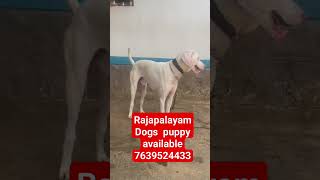 Rajapalayam Dogs male & female puppy available location Rajapalayam call 7639524433