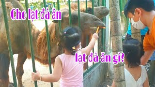 Trà My Tận Tay Cho Lạt Đà Ăn Ở Thảo Cầm Viên Sài Gòn