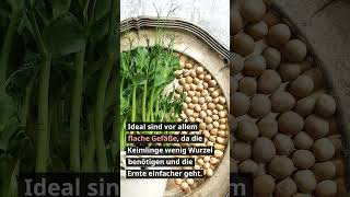 Microgreens selber züchten #life #lebelieberfesch