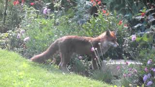 Fox and two cubs on 15 June 2024