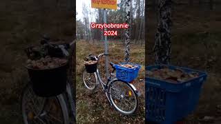 Grzybobranie 2024 #gibbs #pięknyświat #grzyby2024 #natural #forest #fresh #freshair #diy #dc #foryou